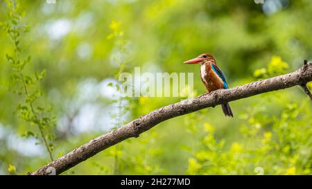 White Throated King Fisher on a tree and resting after having food Stock Photo