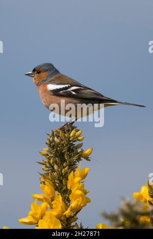 Chaffinch (Fringilla coelebs) perched on a gorse bush in the New Forest, Hampshire, UK. Stock Photo