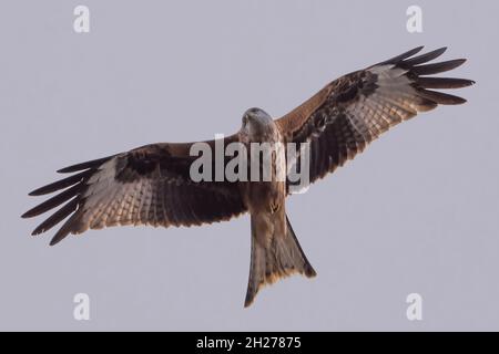 Red Kite (Milvus milvus), in flight, New Forest, Hampshire, UK. Stock Photo