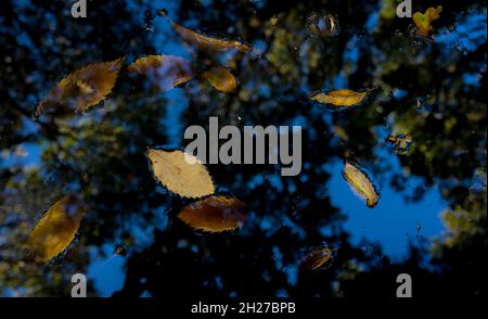 English Oak, and beech tree leaves floating in a woodland pond. Stock Photo