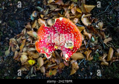 Fly Agaric fungi or toadstool with beech tree leaves. Stock Photo