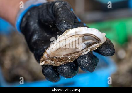 A freshly opened oyster from the Cap Ferret at the Bassin d'Arcachon, France Stock Photo