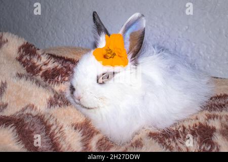 Domestic white baby Jersey Wooly rabbit sleeping, Cape Town, South Africa Stock Photo