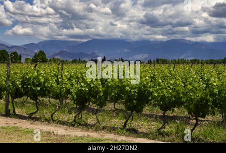 Vineyard in Uco Valley near Mendoza, Argentina Stock Photo