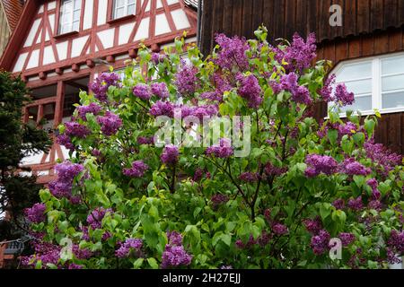 lush beautiful lilac bush on a warm rainy spring day in Ulm (Germany) Stock Photo