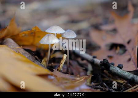 Three white tiny fragile looking mushrooms growing in brown leaves in oak forest Stock Photo