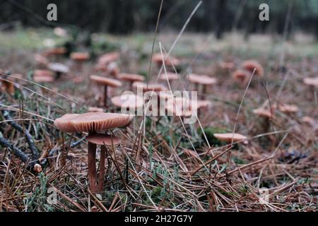 Large group of brown mushrooms growing in grass next to forest Stock Photo
