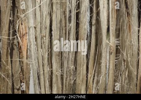 Closeup view of raw jute fiber. Rotten jute is being washed in water and dried in the sun. Brown jute fiber texture and details background. Stock Photo