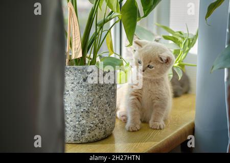 portrait of a cute fluffy kitten sitting on a window sill on a sunny day next to a pot with a monstera deliciosa plant Stock Photo