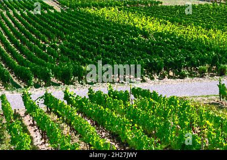 Modelling Rivers Drawing Watercolor vineyard landscape with grapevine rows, green hills, blue ...