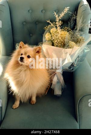 Cute spitz on blue armchair with bouquet of flowers. Pomeranian Spitz dog close-up portrait. Present on birthday. Stock Photo