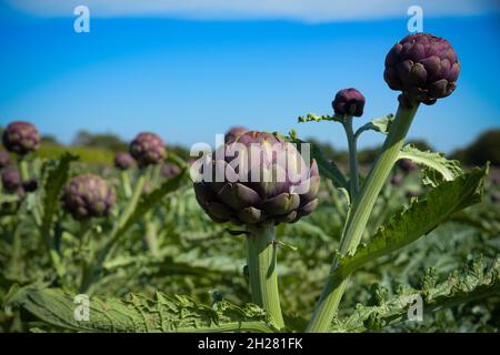 view of an artichoke field on the finistere in Brittany Stock Photo