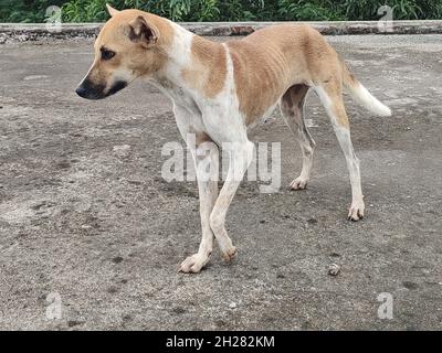 Street beige and white dog outdoors Stock Photo