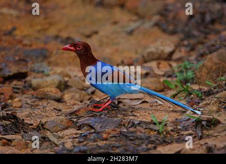 Sri Lanka Blue Magpie (Urocissa ornata) adult standing on ground  (Sri Lanka endemic) Sri Lanka           December Stock Photo