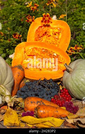 Autumn harvest. Cut pumpkin, grapes, carrots, viburnum lie on the background of green parsley in the garden in autumn Stock Photo