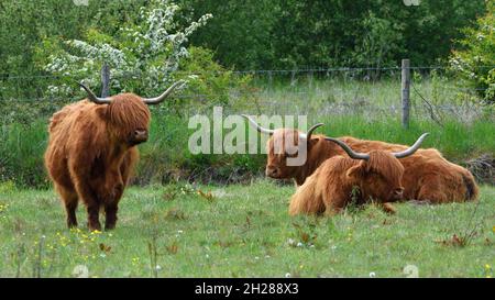 Highland Cows on grass, trees green field background. Stock Photo