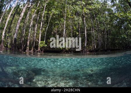 A school of silversides swims through a mangrove forest in Raja Ampat, Indonesia. This area is home to the highest marine biodiversity on Earth. Stock Photo