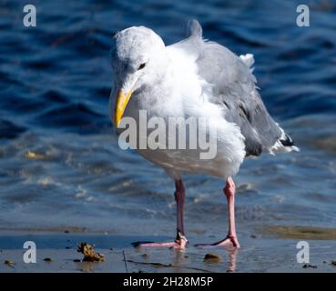 A seagull (larus californicus) peers at seaweed on the beach at Malibu, California USA Stock Photo
