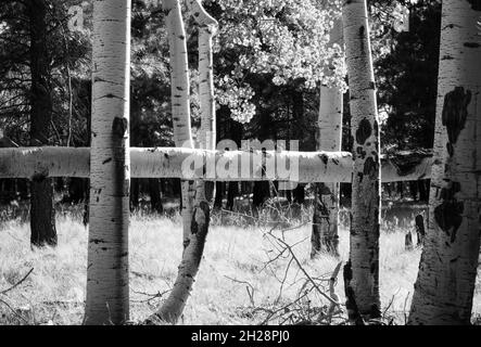 One fallen aspen tree trunk between live trees Stock Photo
