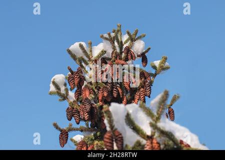 Many big cones on the top of a blue spruce covered with white snow. The top of a Christmas tree with cones under the snow on a sunny winter day. Chris Stock Photo