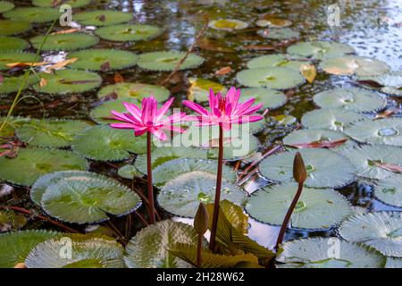 water lily flowers Stock Photo