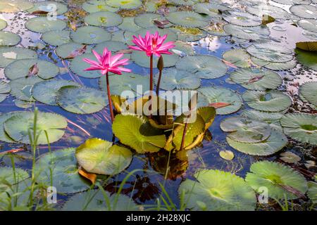 water lily flowers Stock Photo