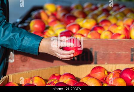 Choosing organic apple in the market. Woman selecting fresh red apples in grocery store. Female hand taking fruit from a shelf. Street view, travel Stock Photo