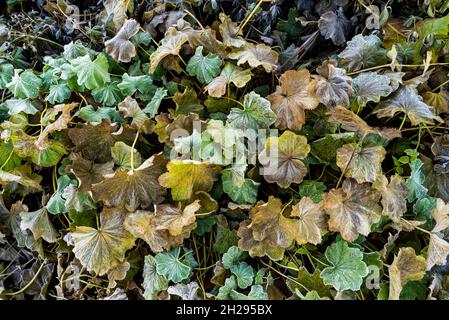 Flora by a river bed in Elliðarárdal at fall with hint of frost on the leafs Stock Photo