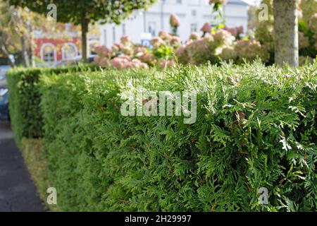 Green hedge in a city park on a sunny day. Trimmed lush bushes. Perspective, selective focus, sunlight Stock Photo
