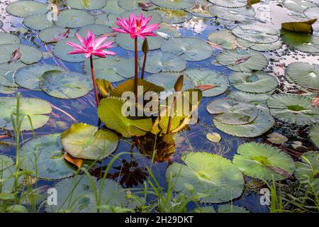 water lily flowers Stock Photo