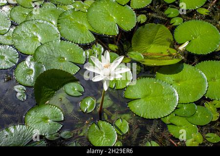 water lily flowers Stock Photo