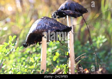 Macro photos of shaggy ink cap mushrooms Stock Photo