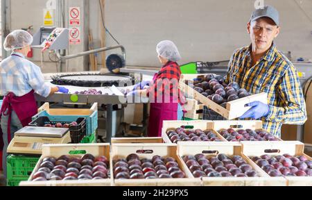 Two women and one man working in plum warehouse Stock Photo