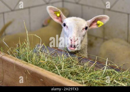 Ein Schaf in einem Stall eines Bauernhauses beim Fressen, Oberösterreich, Österreich, Europa - A sheep in a barn of a farmhouse while eating, Upper Au Stock Photo