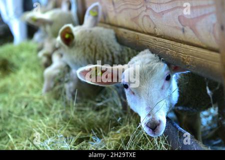 Schafe in einem Stall eines Bauernhauses beim Fressen, Oberösterreich, Österreich, Europa - Sheeps in a barn of a farmhouse while eating, Upper Austri Stock Photo