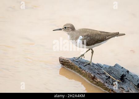 Image of Common Sandpiper bird (Actitis hypoleucos) looking for food in the swamp on nature background. Bird. Animals. Stock Photo