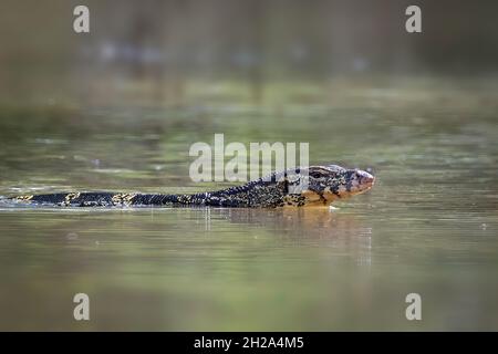 An Asian water monitor(Varanus salvator) is swimming on the river. Animals. Reptiles. Stock Photo