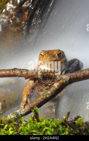 Showering toad watching you Stock Photo