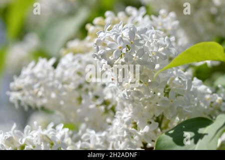 Nahaufnahme einer weißen Flieder-Blüte - Close up of a white lilac blossom Stock Photo