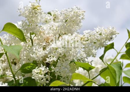 Nahaufnahme einer weißen Flieder-Blüte - Close up of a white lilac blossom Stock Photo