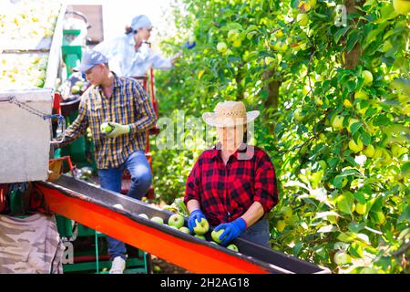 Farmers working on harvesting platform, picking apples Stock Photo