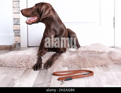 Dog German Shorthaired Pointer Printing Floor Mat Carpet Pointer Rug German  Shorthaired Pointer Great Hunting Rug