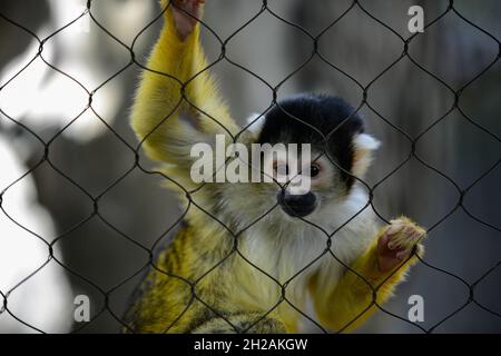 Closeup of a squirrel monkey behind the chain-link fences in a zoo Stock Photo