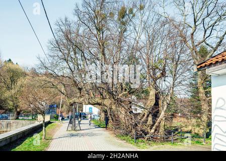 Svetlogorsk, Russia - April 18, 2021:An old tree 450-year-old linden tree on the shore of Tikhoye Lake Stock Photo