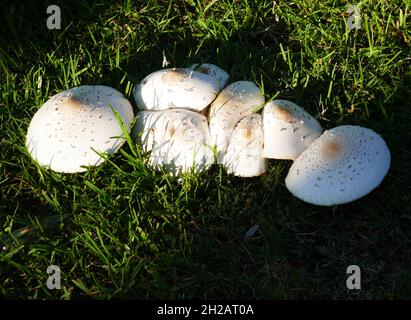 Beverly Hills, California, USA 9th September 2021 A general view of atmosphere of Mushrooms on September 9, 2021 in Beverly Hills, California, USA. Photo by Barry King/Alamy Stock Photo Stock Photo