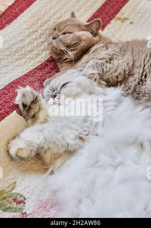 Two British cats, longhaired and shorthaired, are sleeping on the bed. Stock Photo