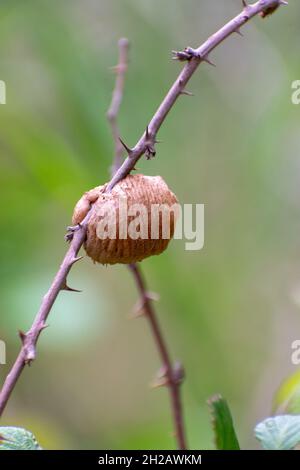 Close-up shot of Mantis Ootheca Stock Photo