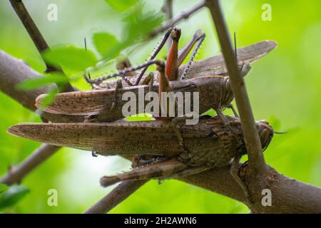 Close-up shot of Mantis Ootheca Stock Photo