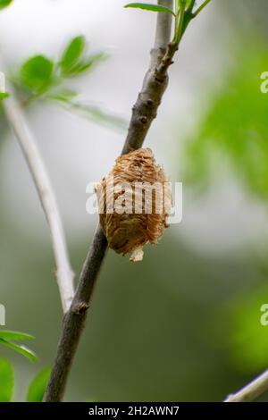 Close-up shot of Mantis Ootheca Stock Photo