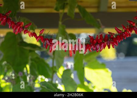 String of hanging chilli fruits in the autumn. UK Stock Photo